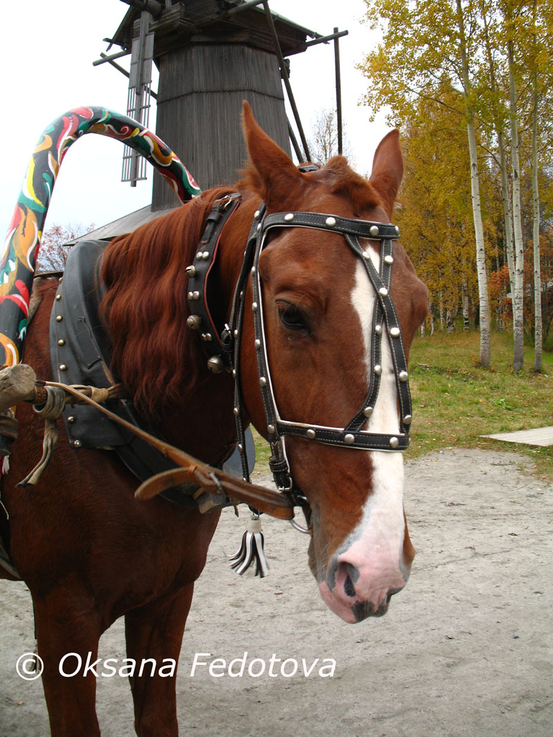 Pferd im Geschirr