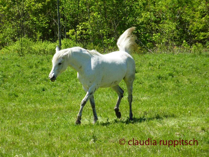 Pferd, Ontario, Canada