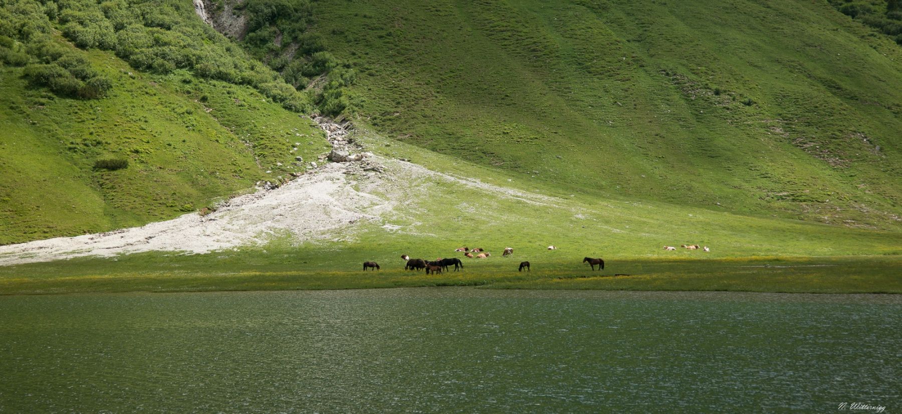 Pferde am Tappenkarsee