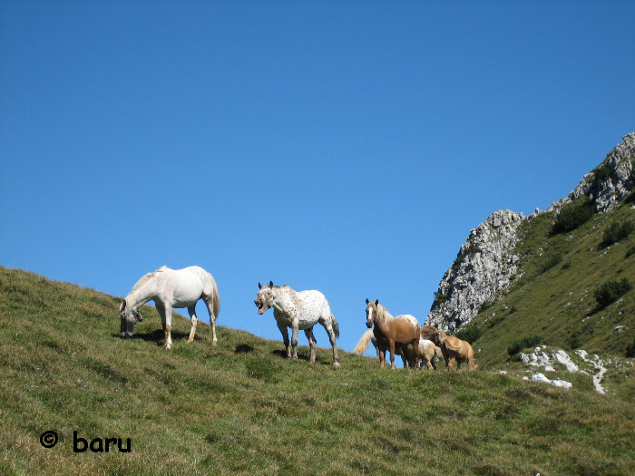 Pferde auf der Bergweide