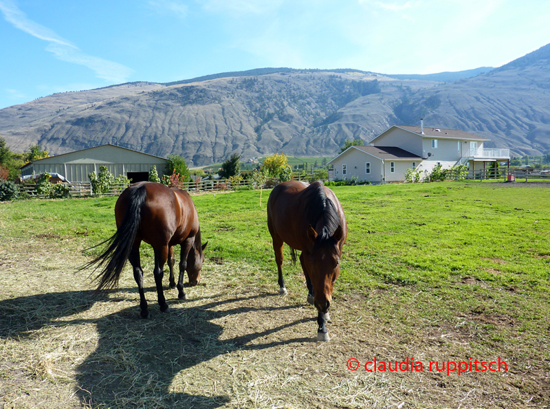 Pferdefarm im Similkameen Valley, Kanada