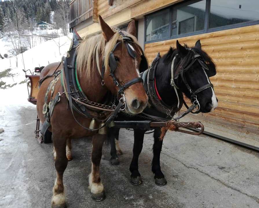 Pferdeschlitten in Mühlbach am Hochkönig