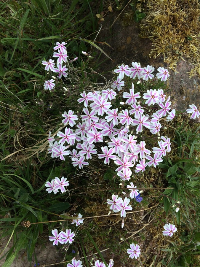 Phlox