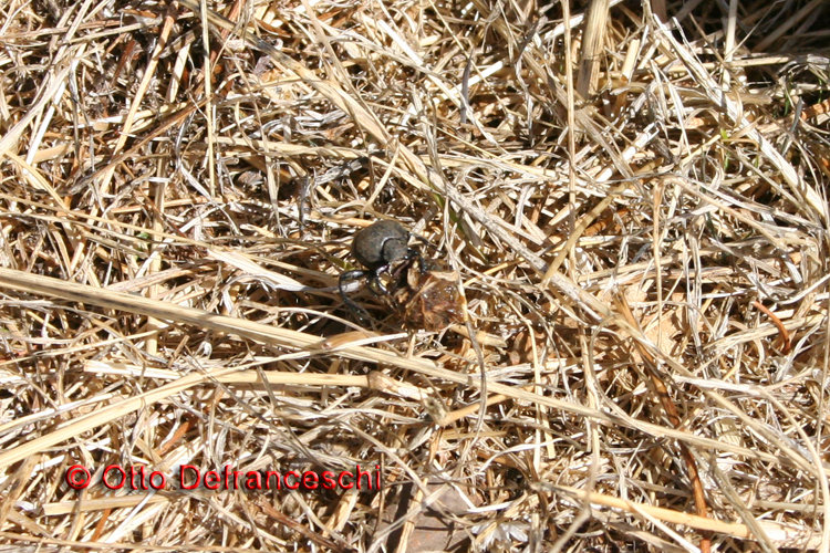 Pillendreher (Scarabaeus sacer) in Serra di Vaglio