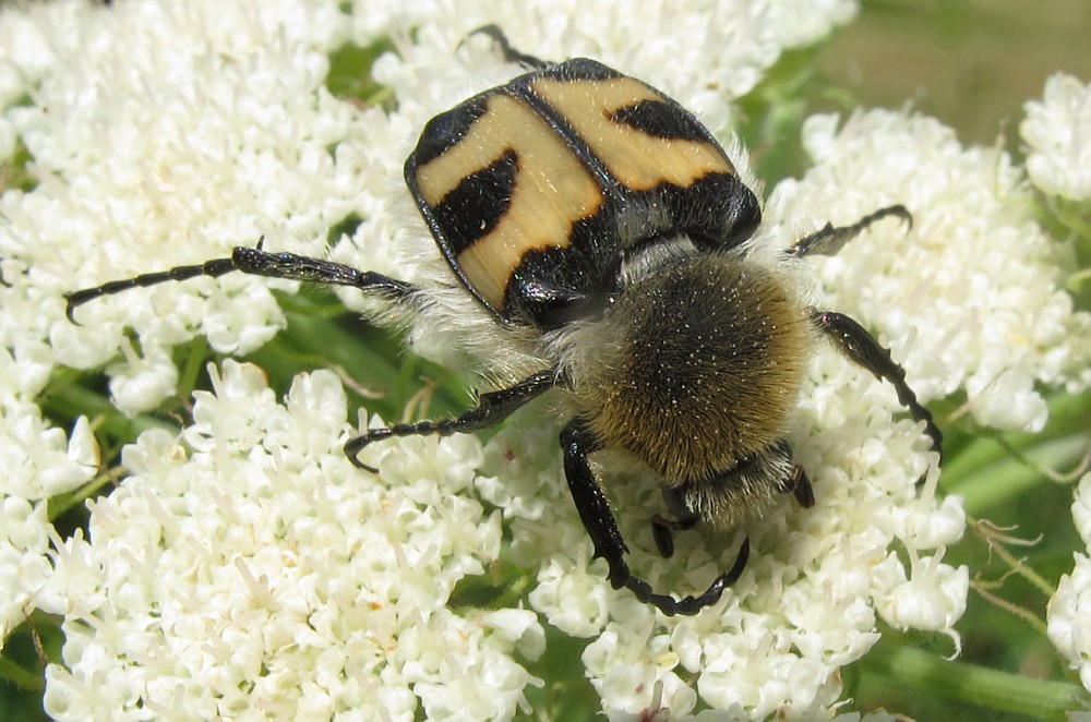 Pinselkäfer