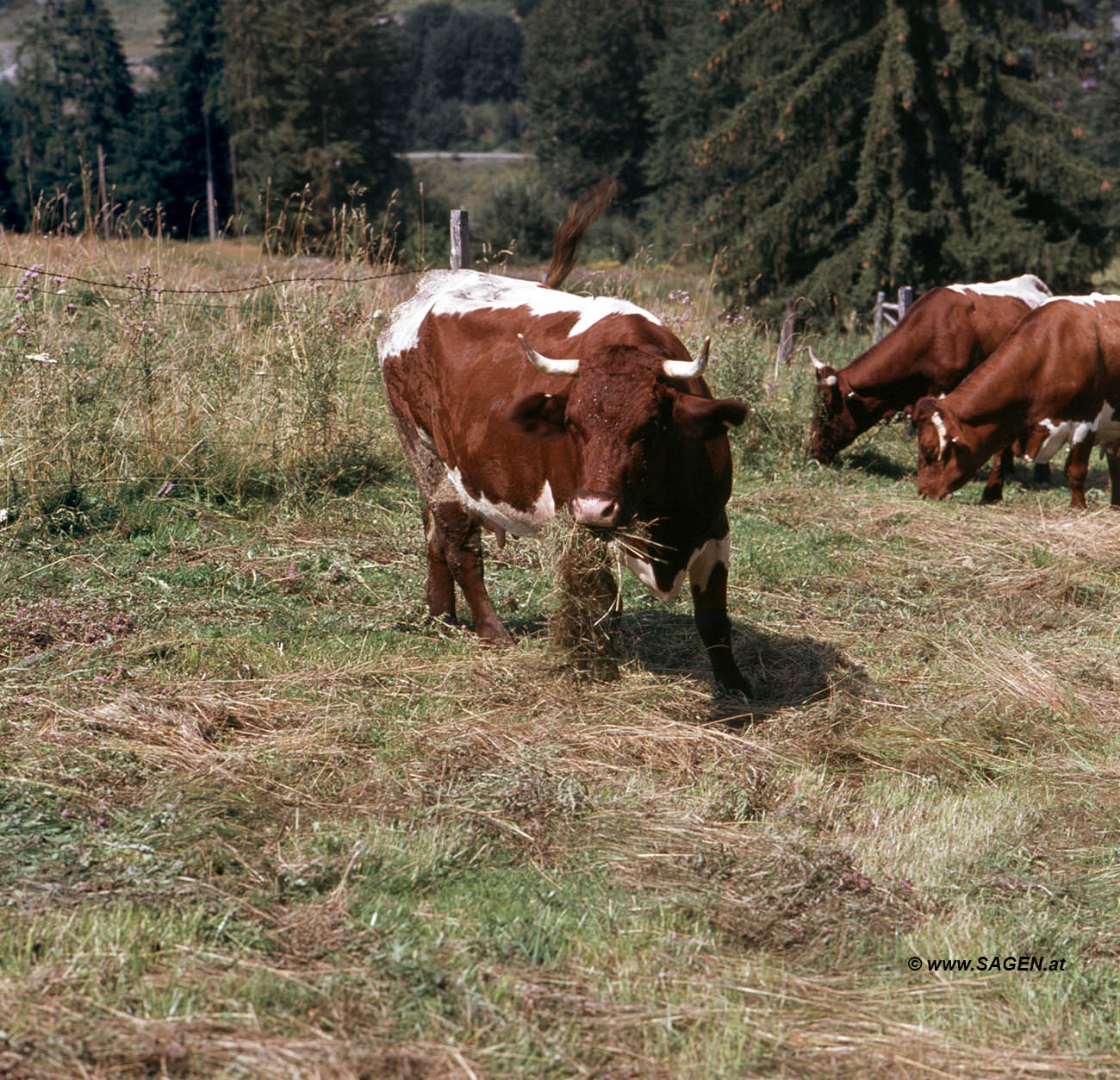 Pinzgauer (Rind)