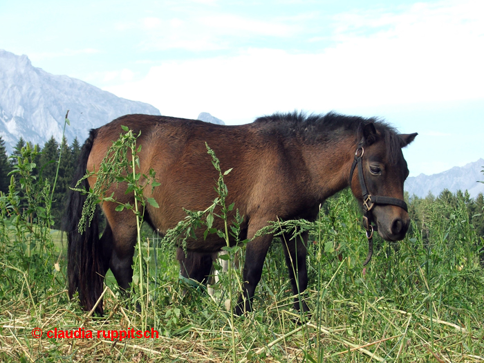 Pony in Tulfes