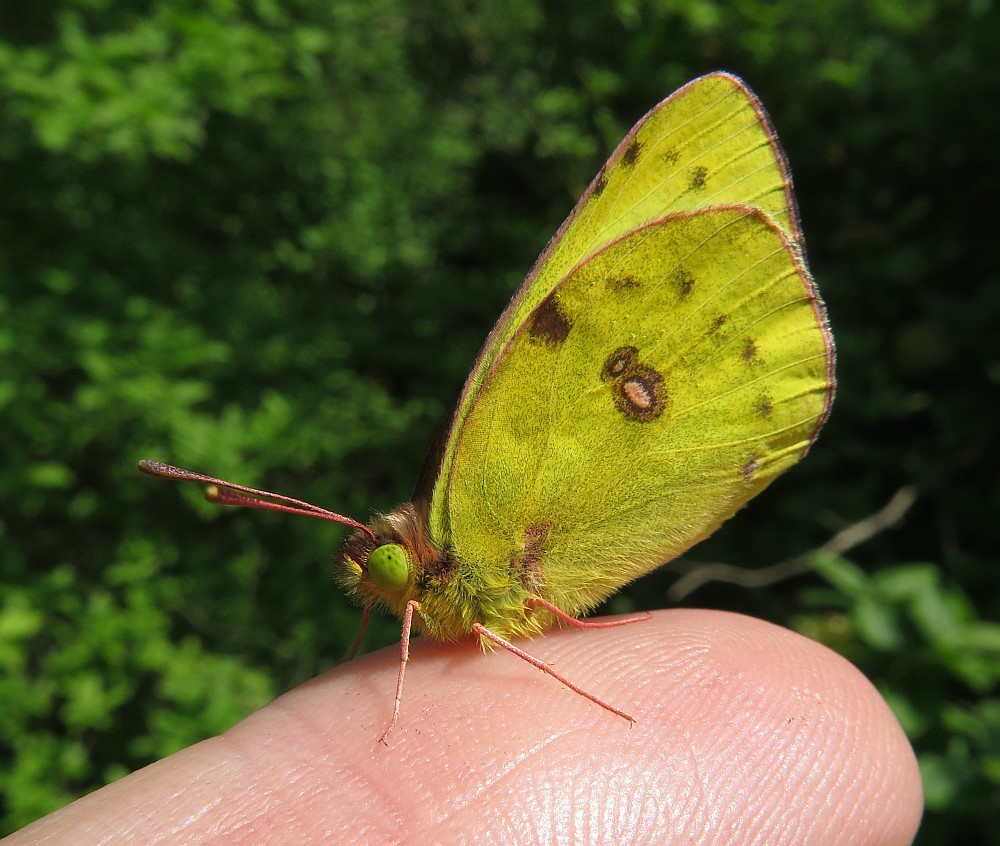 Postillon Colias croceus