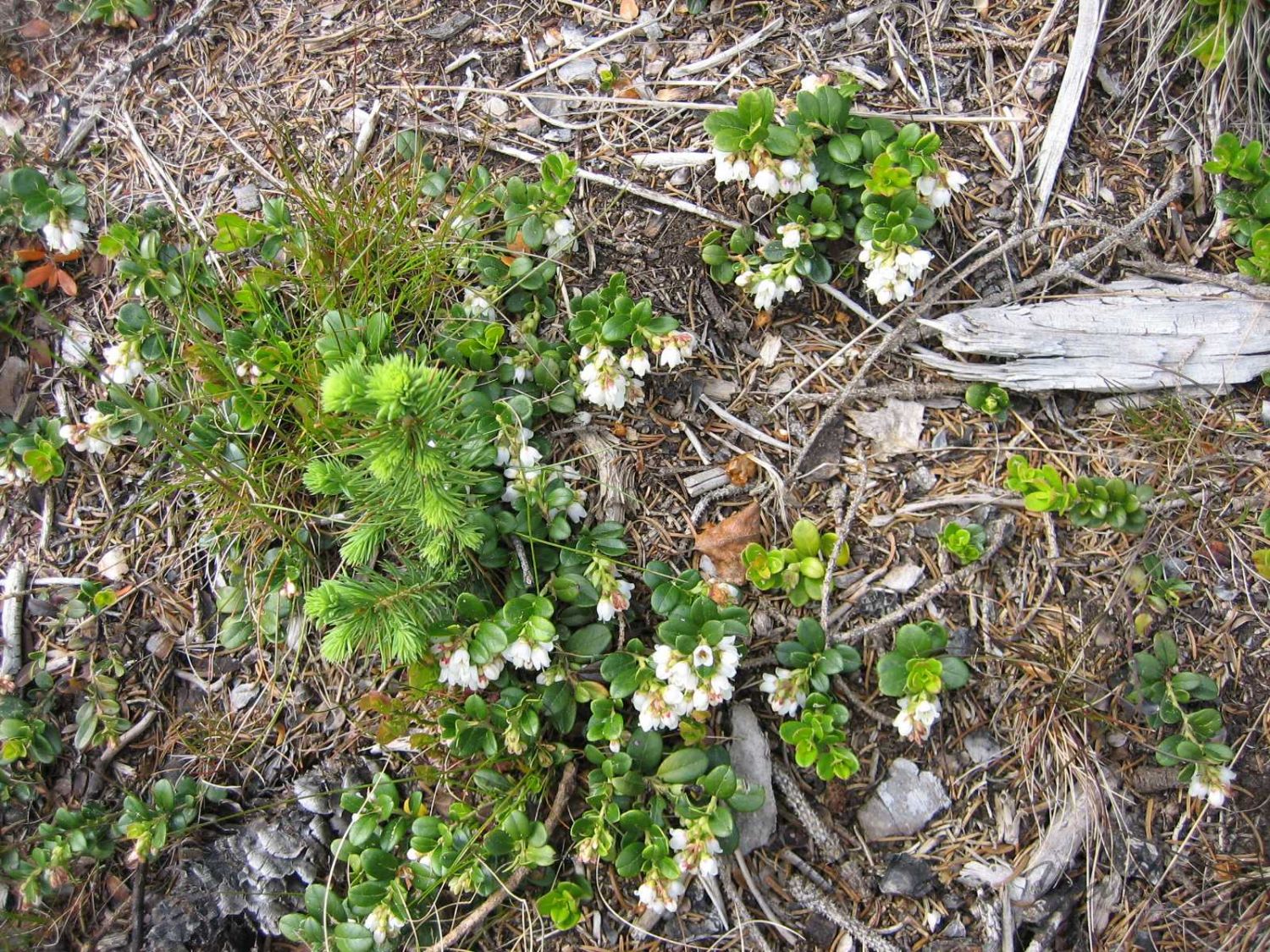 Preiselbeer-Blüte - Vaccinium vitis