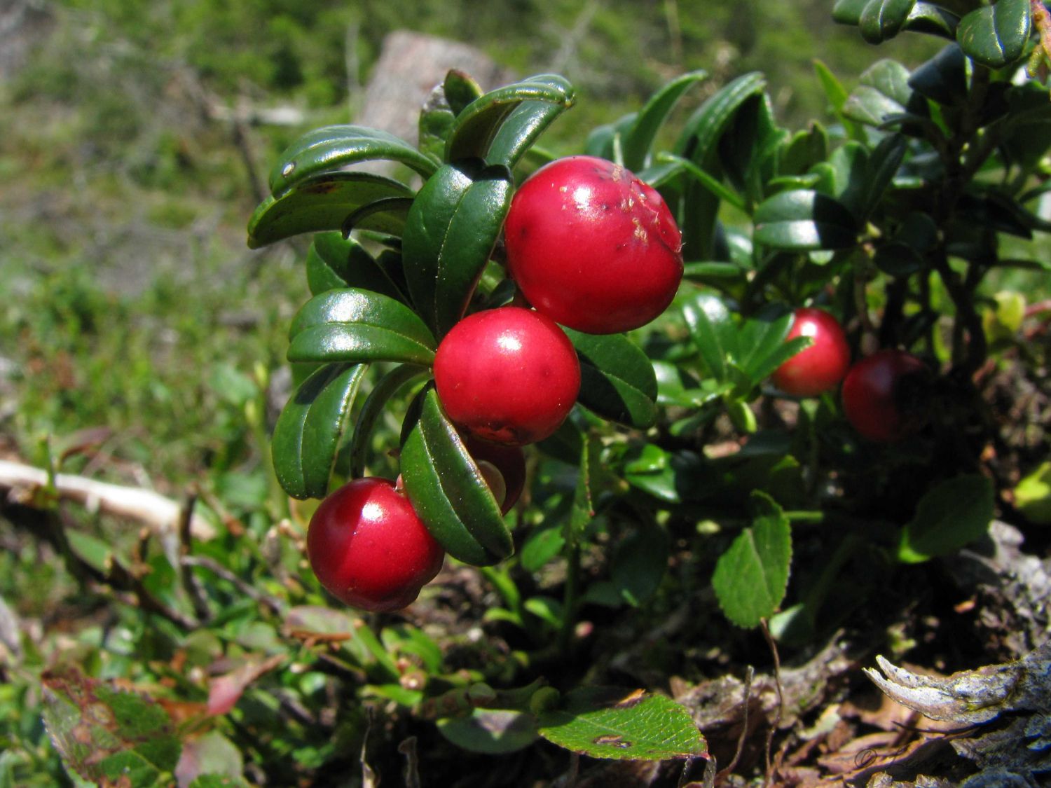 Preiselbeere - Vaccinium vitis-idaea