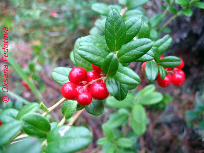 Preiselbeeren