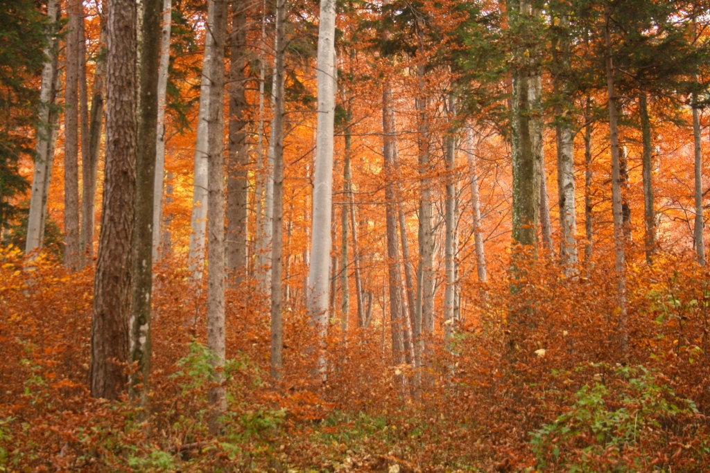 Prochenberg in Ybbsitz