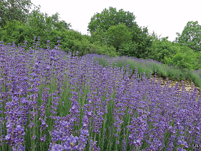 Provence ? - Fellerich !