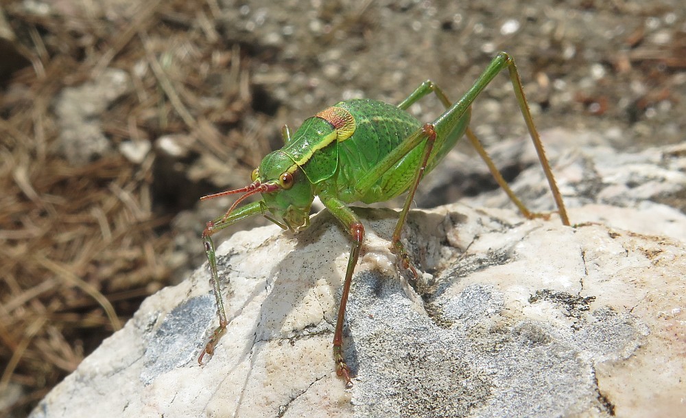 Punktierte Zartschrecke (Weibchen)