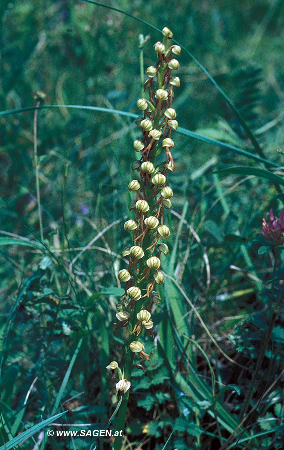 Puppenorchis (Aceras anthropophorum)