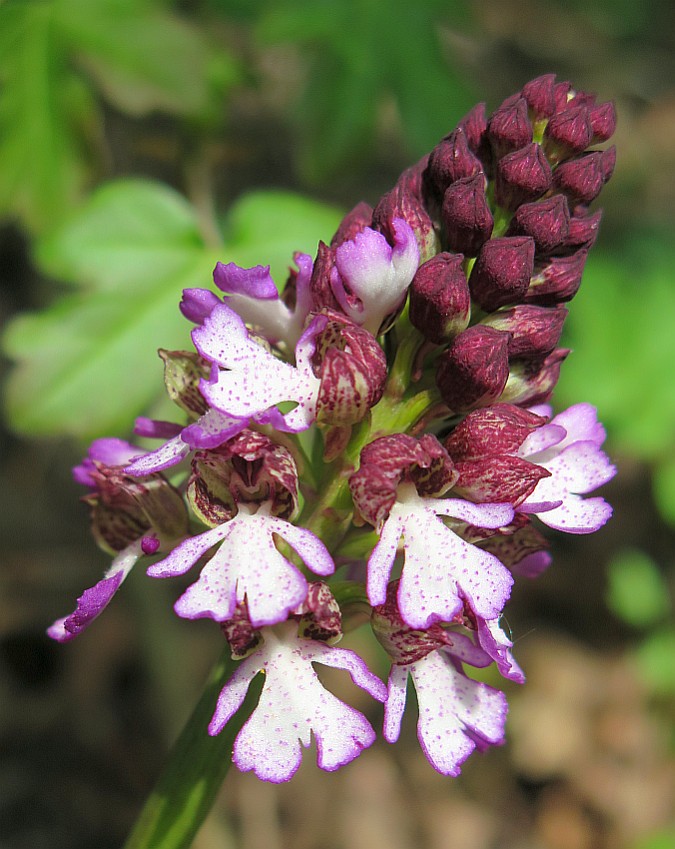 Purpur-Orchis