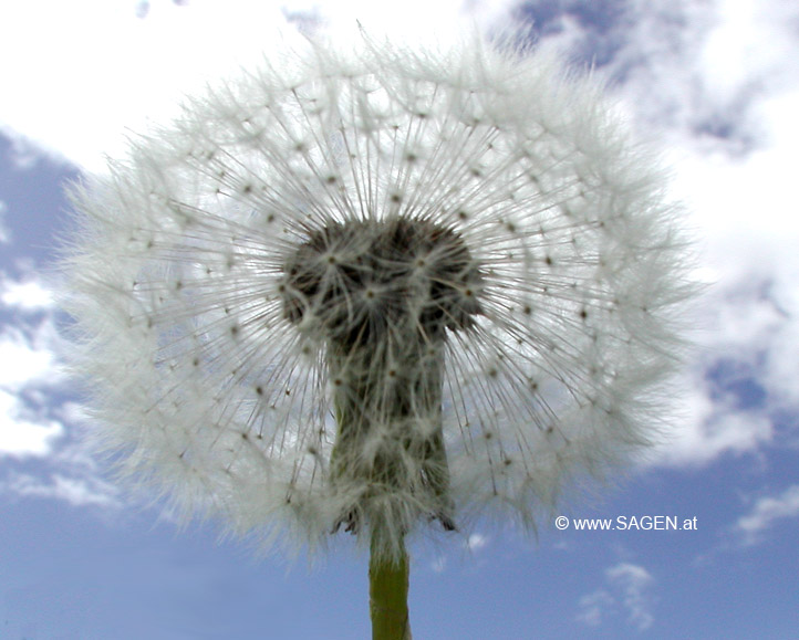 Pusteblume