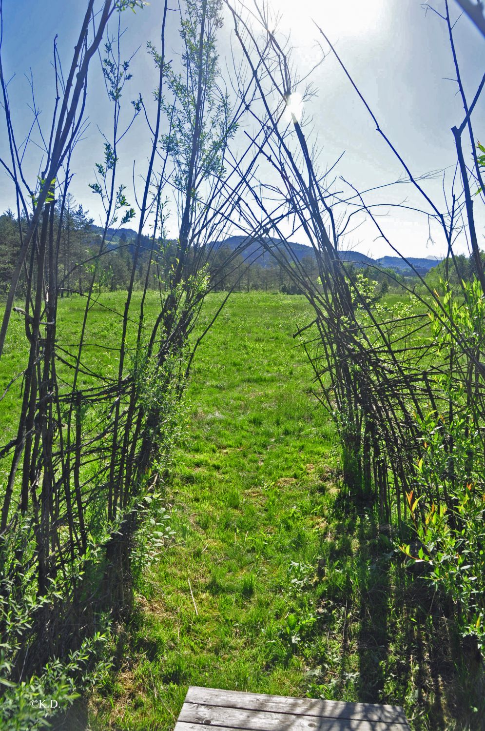 Ramsar-Moor in Schiefling (Kärnten)