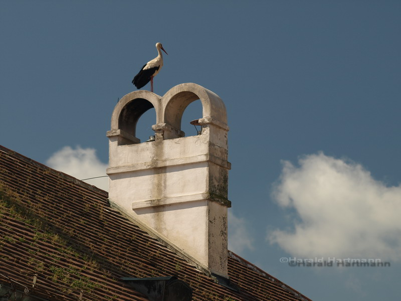 Rauchfang mit Storch