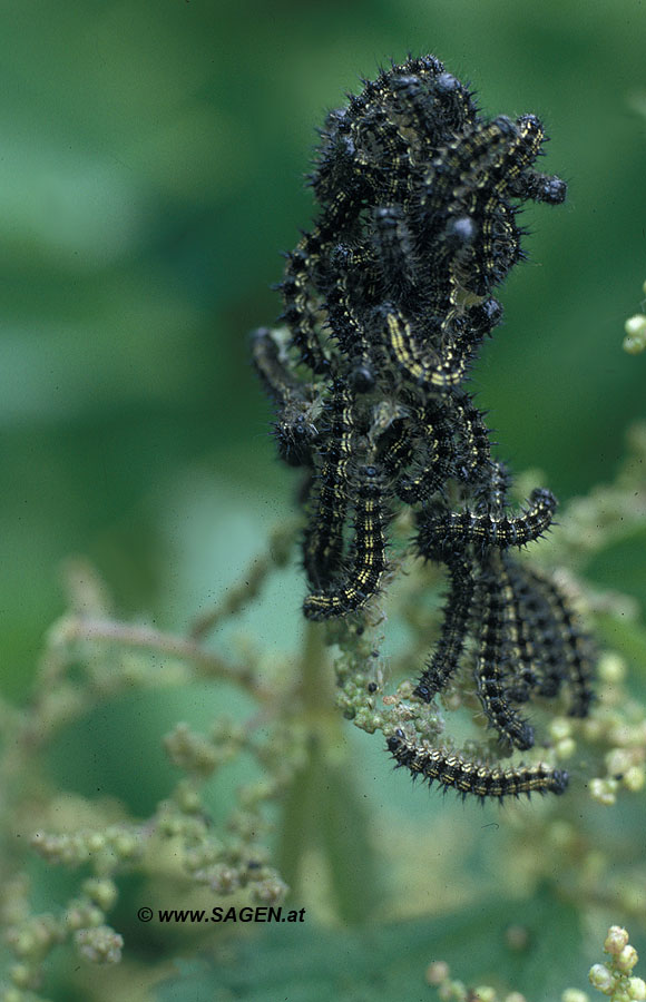 Raupe des Kleinen Fuchs (Aglais urticae) auf Brennessel (Urtica dioica)