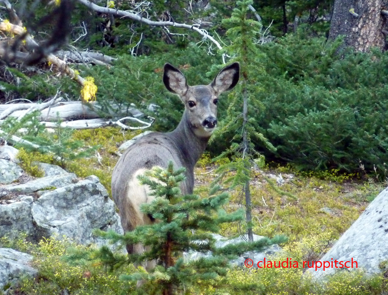 Reh im Cathedral Provincial Park, BC, Kanada