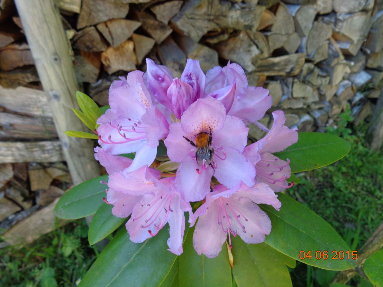 Rhododendron 4.6.2015 mit Hummel