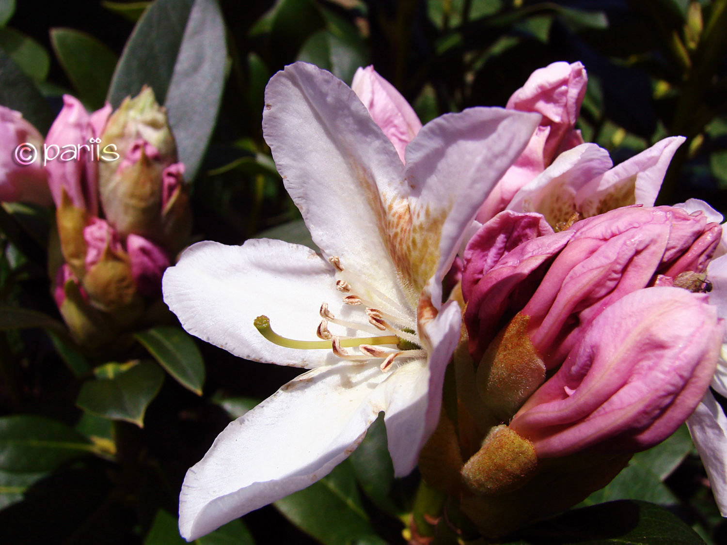 Rhododendron