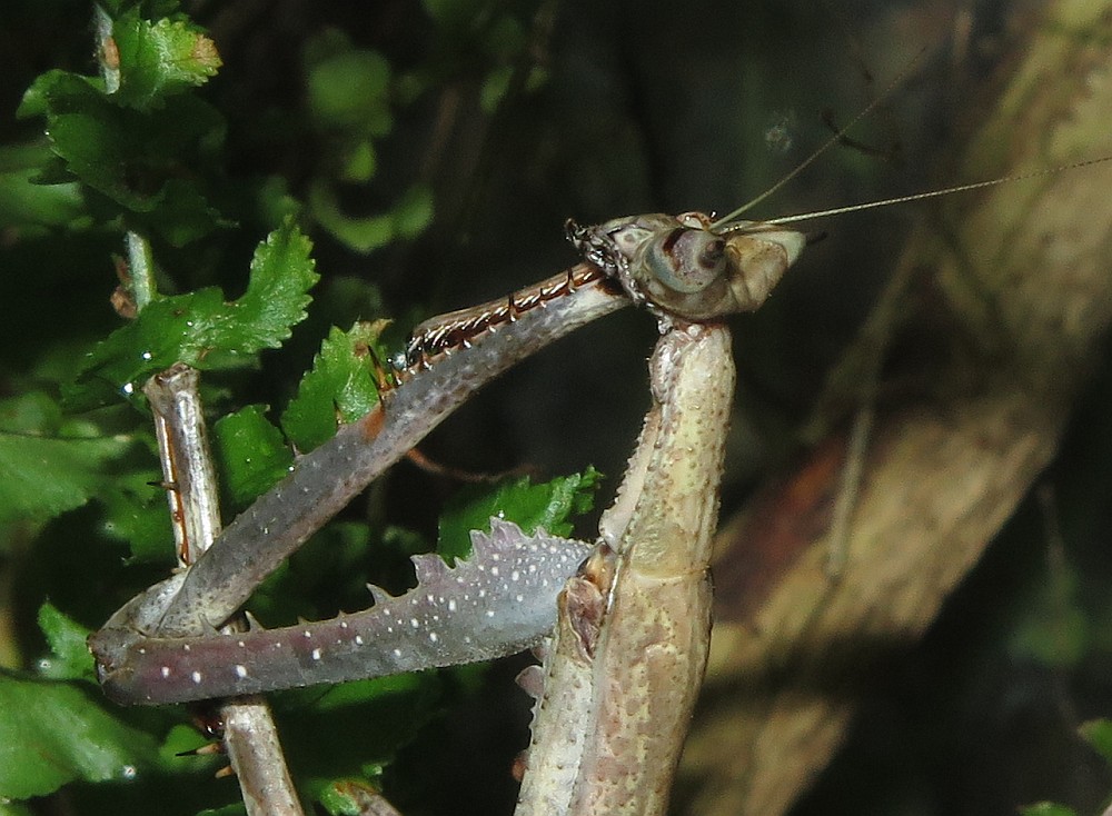 Riesen-Astmantis Heterochaeta orientalis