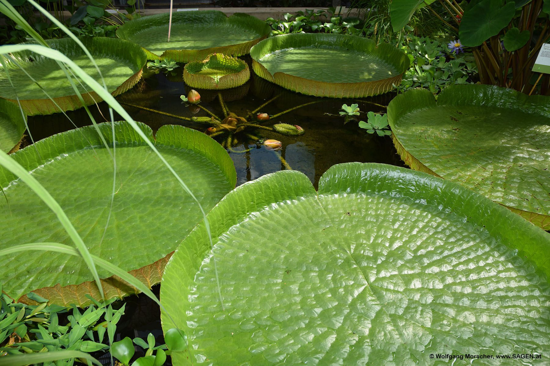 Riesenseerose Innsbruck Palmenhaus