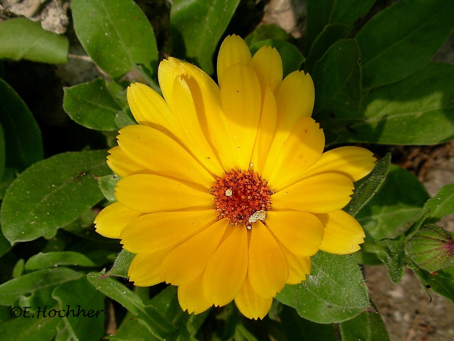 Ringelblume - Calendula officinalis