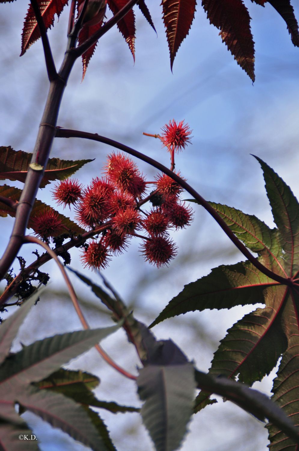 Rizinus-Baum im Botanischen Garten von Padua