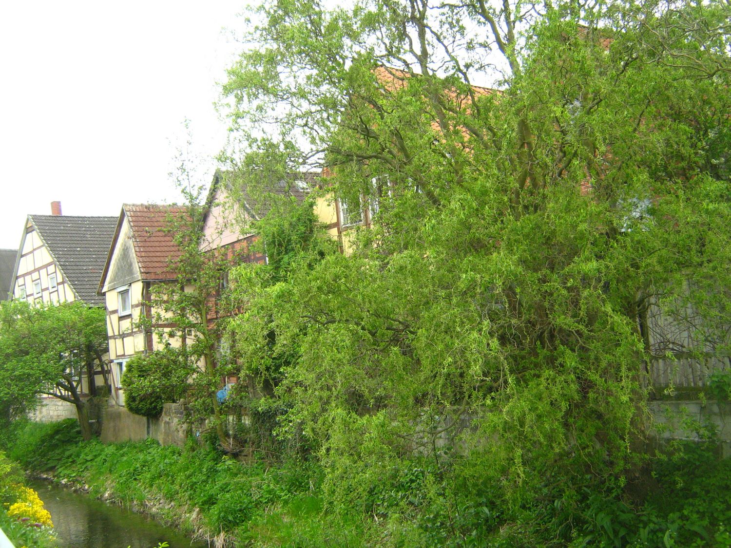 Rodenberg (Deister)