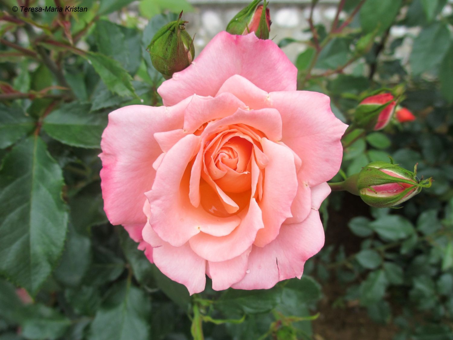 Rose im Gartenareal der Villa La Rotonda