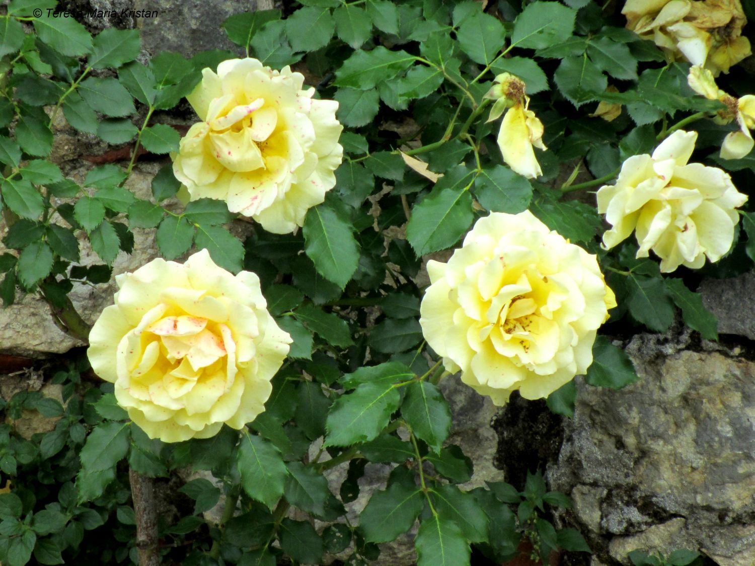 Rosen im Gartenareal der Villa La Rotonda