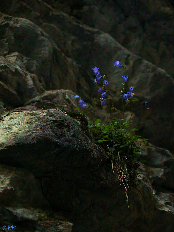 Rosengartenschlucht