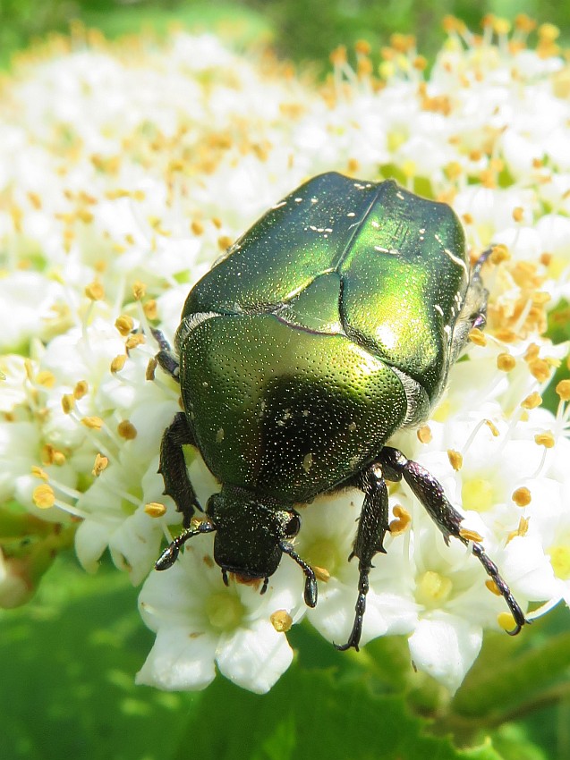 Rosenkäfer auf  Wolligem Schneeball