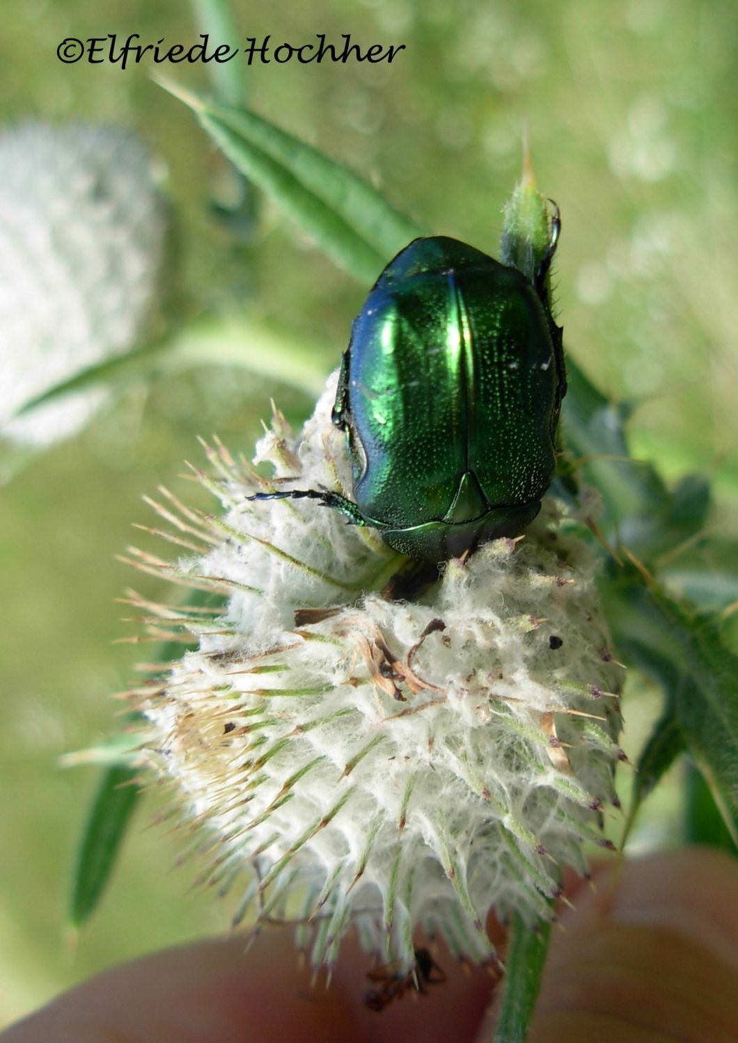 Rosenkäfer auf Wollkugeldistel