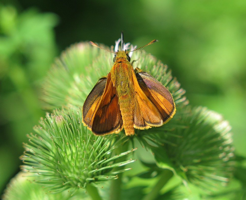 Rostfarbiger Dickkopffalter Ochlodes sylvanus