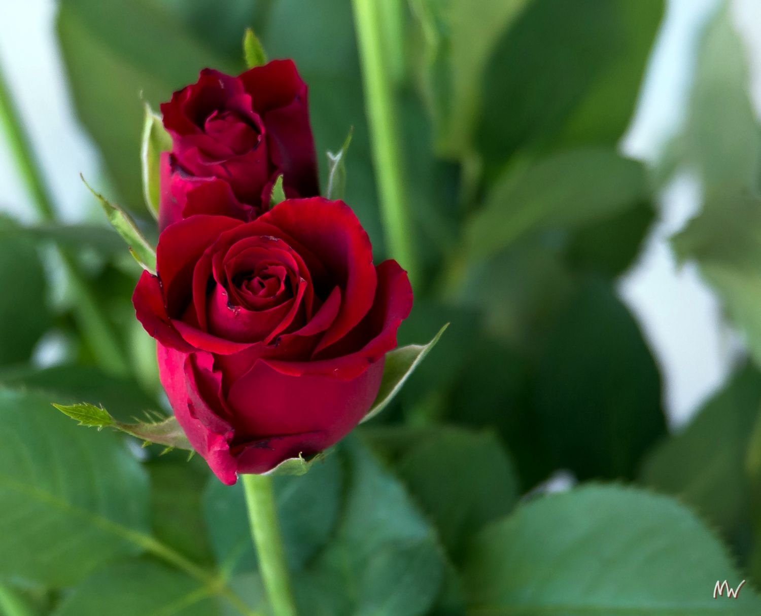 Rot: Zwei Rosenblüten