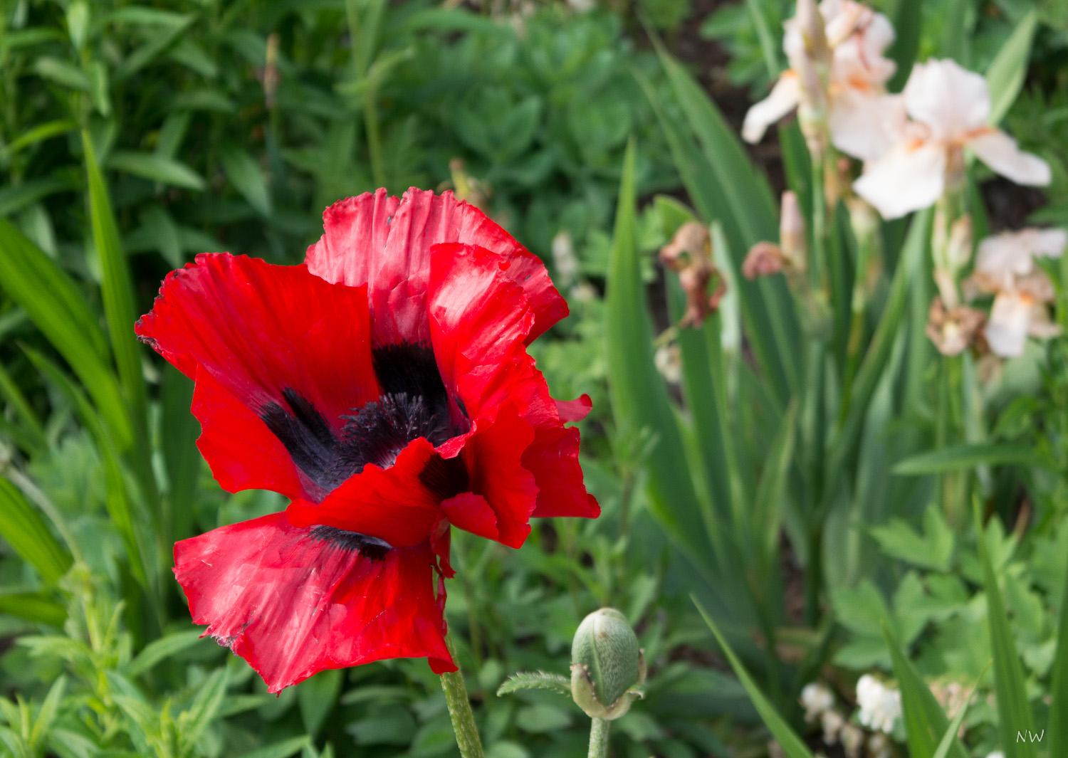 Rote Mohnblume