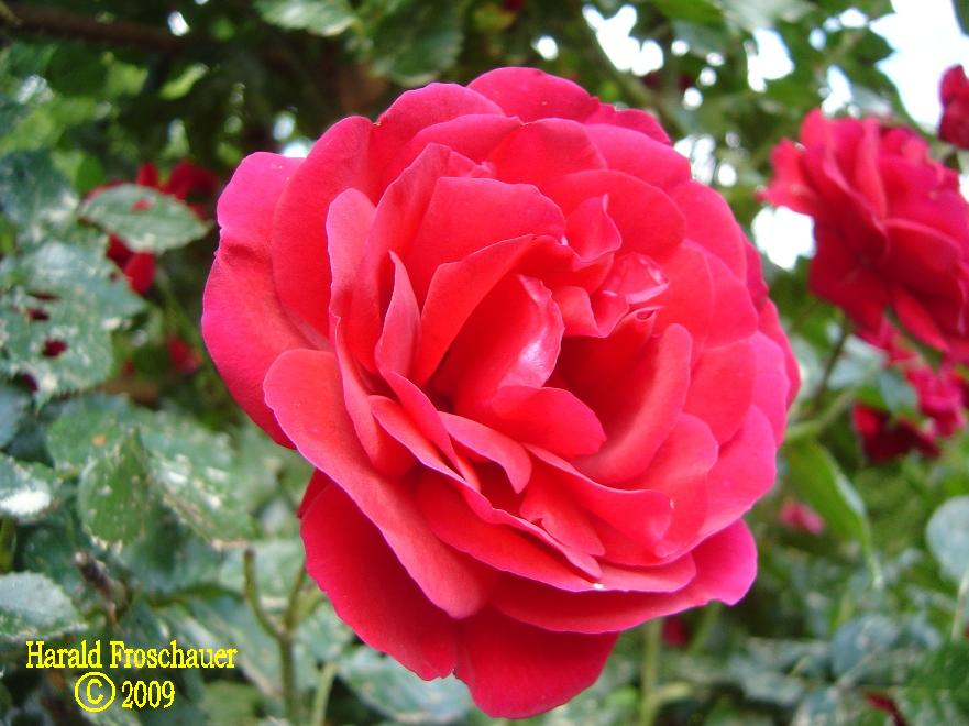 rote Rose