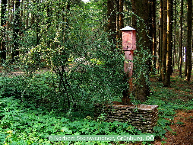 Rote Säule im Hausruckwald (4)