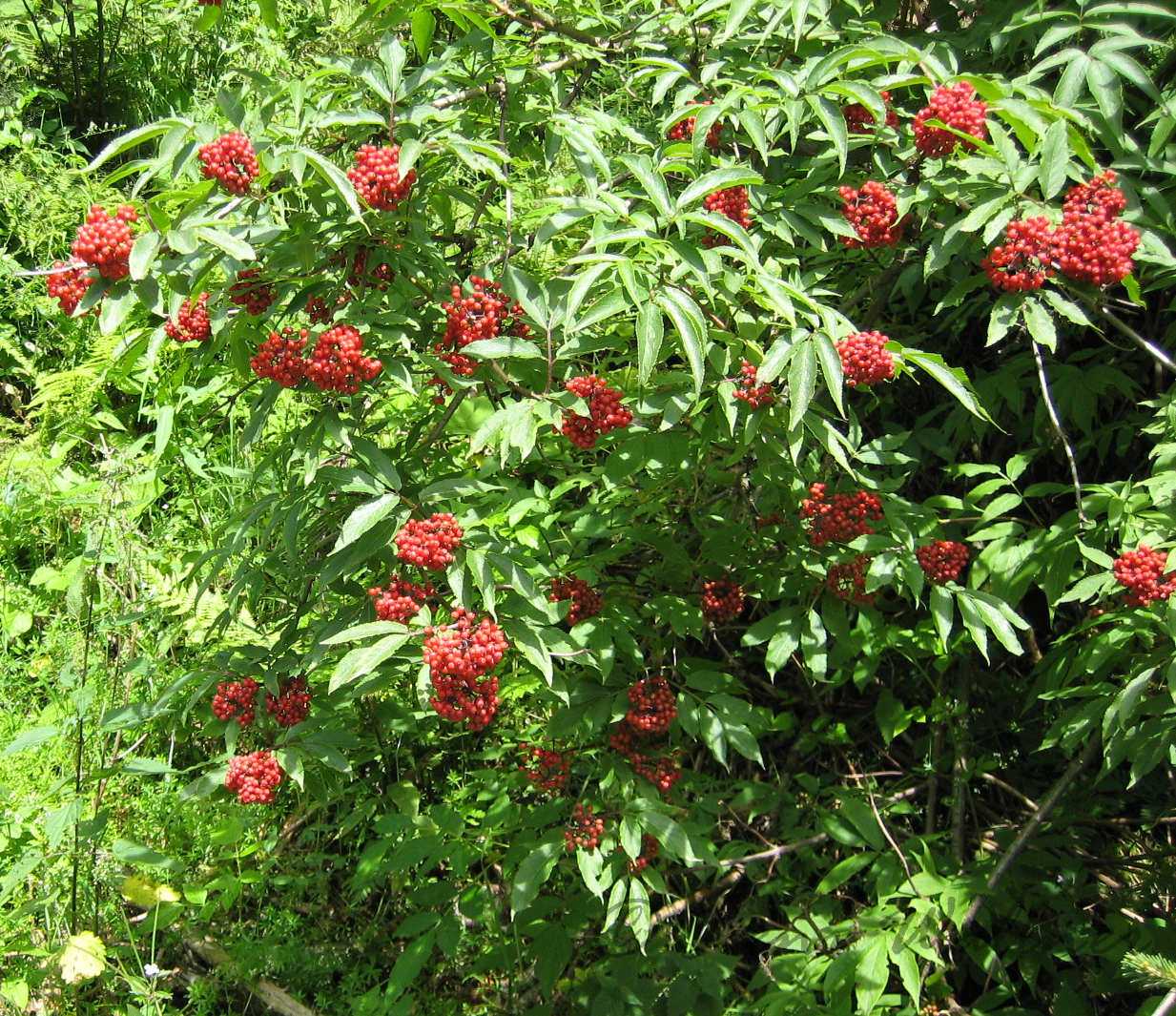 Roter Holunder - Sambucus racemosa