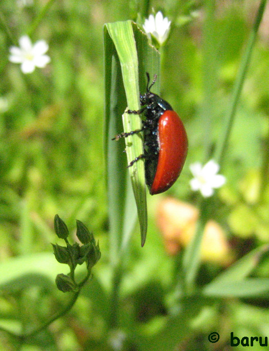 Roter Käfer