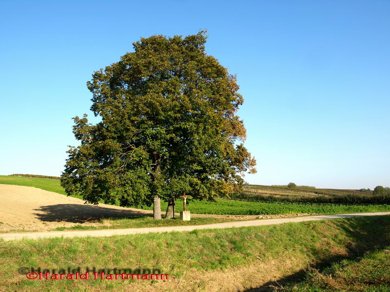 Rotes Kreuz Wilhelmsdorf