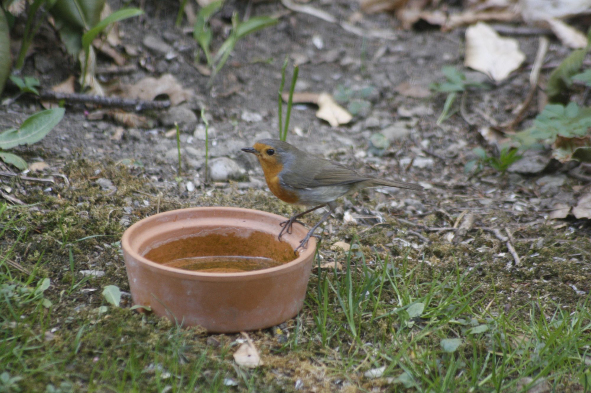 Rotkehlchen