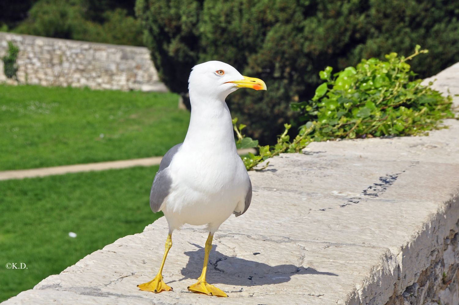 Rovinj (Kroatien)