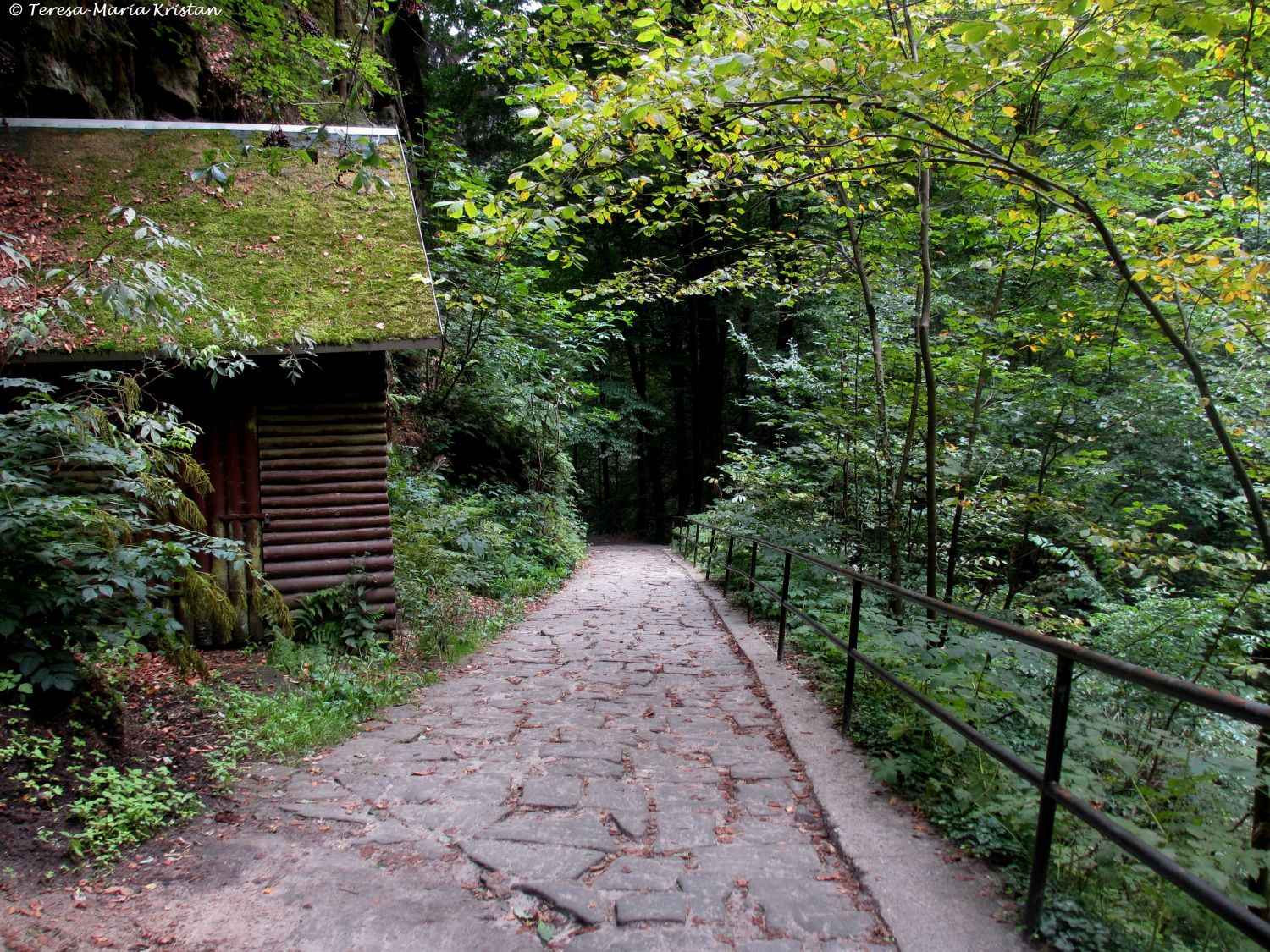 Sächsische Schweiz -Weg zum Amselfall