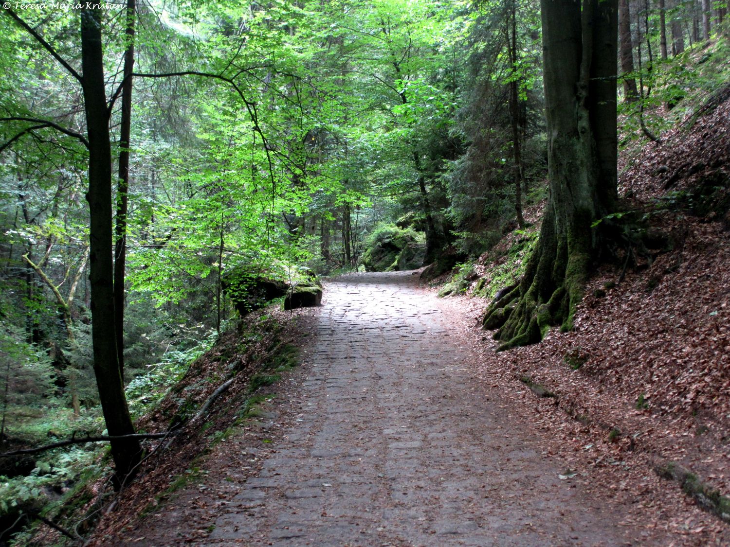 Sächsische Schweiz -Weg zum Amselfall