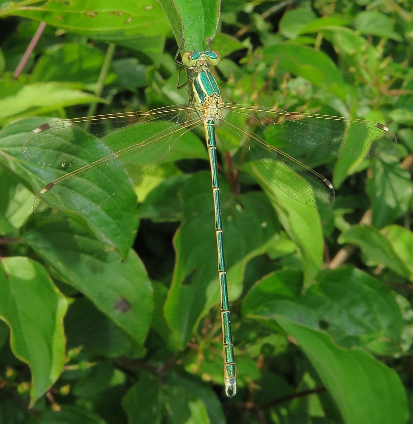 Südliche Binsenjungfer Lestes barbarus